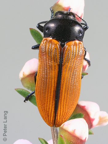 Castiarina rufipennis, PL0210, male, on Leptospermum myrsinoides, SL, 13.2 × 5.1 mm